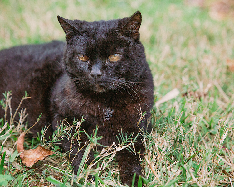 An old, black cat with a faint white mark in the center of her chest  and greying muzzle lays on mottled grass. A brown, crumpled leaf sits by her paws. She is looking toward the viewer with hazy eyes. 