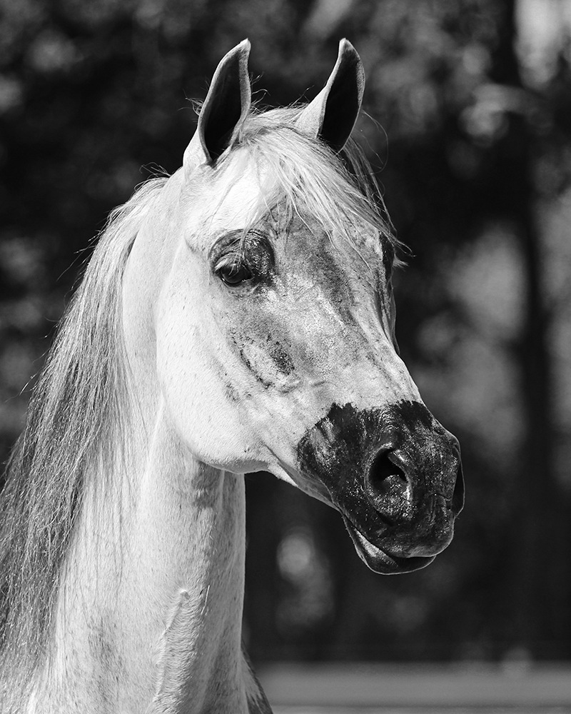 A grey Arabian gelding perks his ears forward, looking toward the camera in 3/4th view.